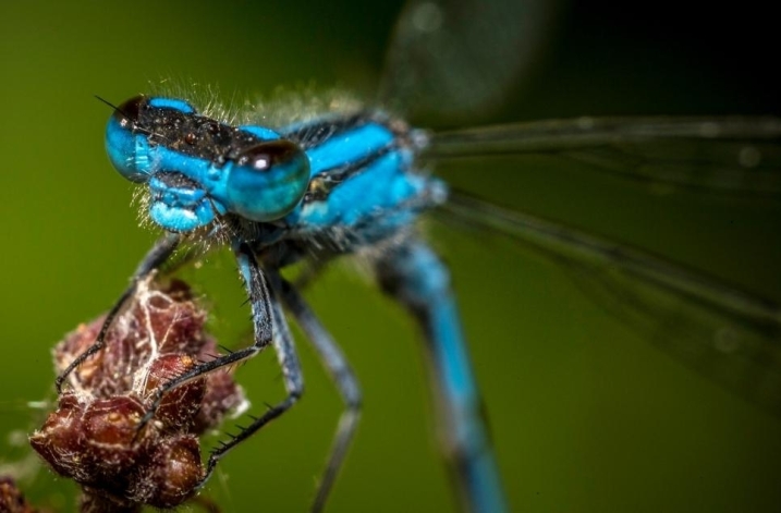 common blue damselfly.jpg